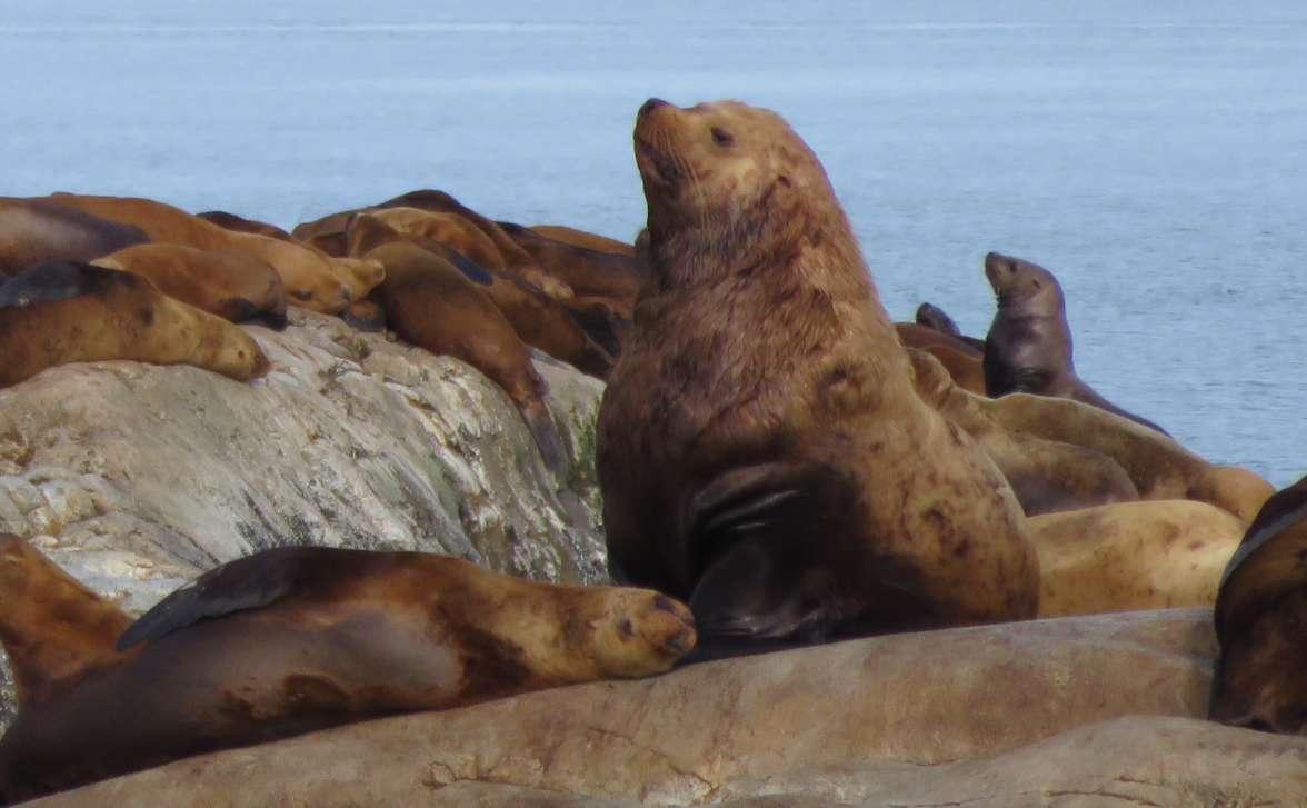 Steller sea lions and mercury | Geophysical Institute